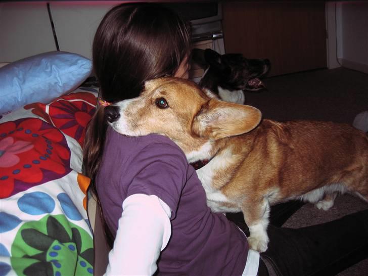 Welsh corgi cardigan Frederik † 17/12-2008 f. - Får lige en knuser af Frederik;D billede 3