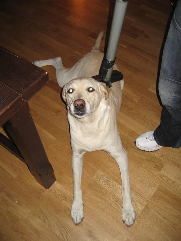 Labrador retriever Castro - Jeg ææælsker at blive støvsuget :-) billede 3