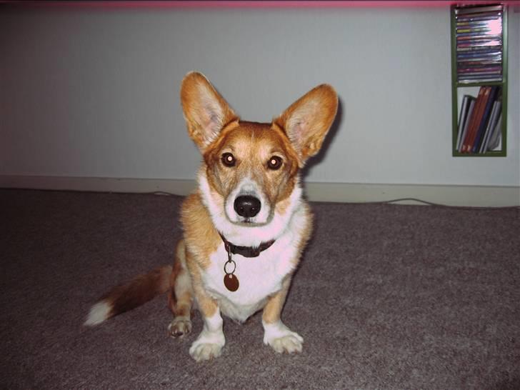 Welsh corgi cardigan Frederik † 17/12-2008 f. - Nårh lille dreng<3 billede 4