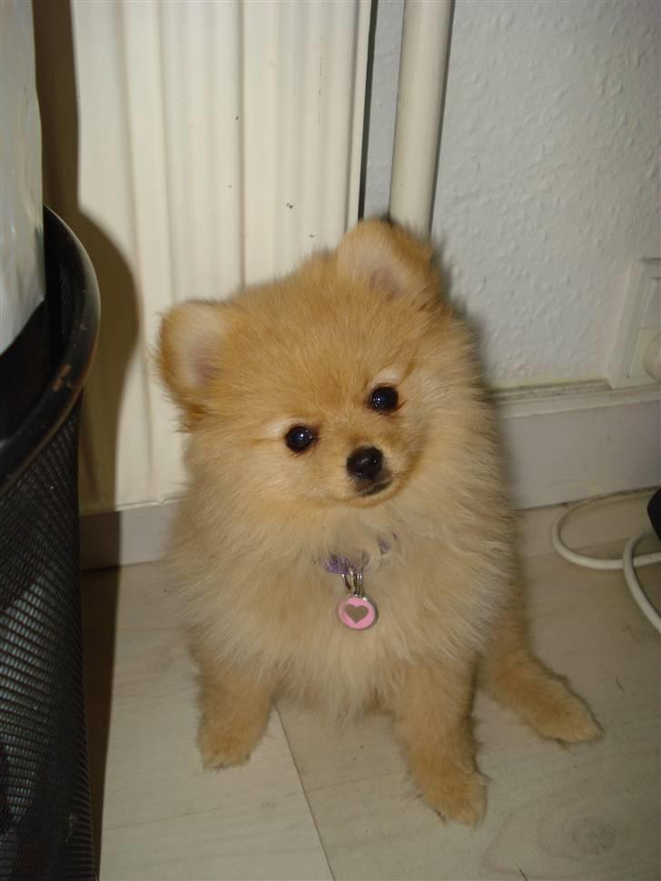 Pomeranian Naya Yasmin a.k.a. Naya - En lille skønhed på 14 uger. billede 6