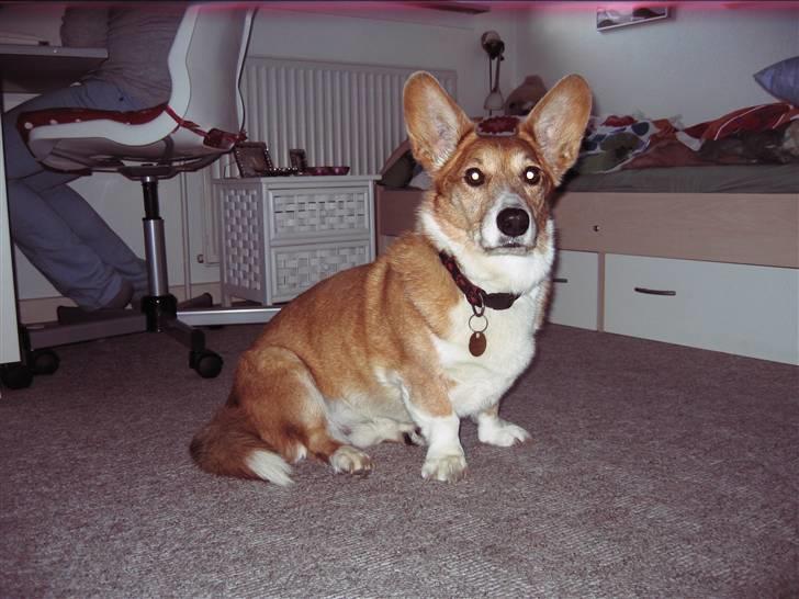 Welsh corgi cardigan Frederik † 17/12-2008 f. - Fine Frederik;) billede 6