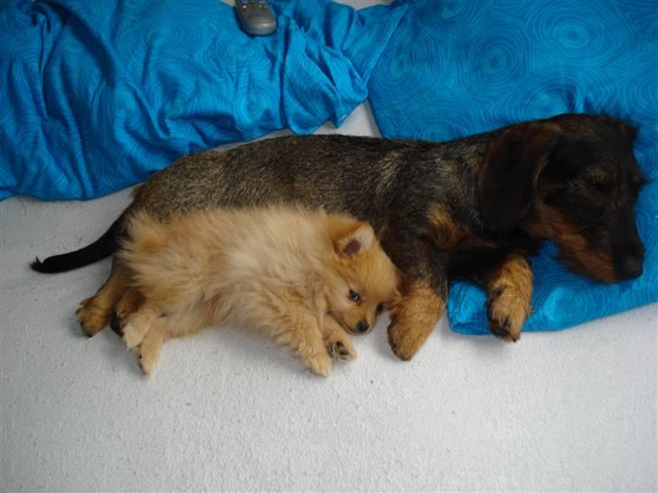 Pomeranian Naya Yasmin a.k.a. Naya - 10 uger, meget god illustration af hendes størrelse :)  billede 7