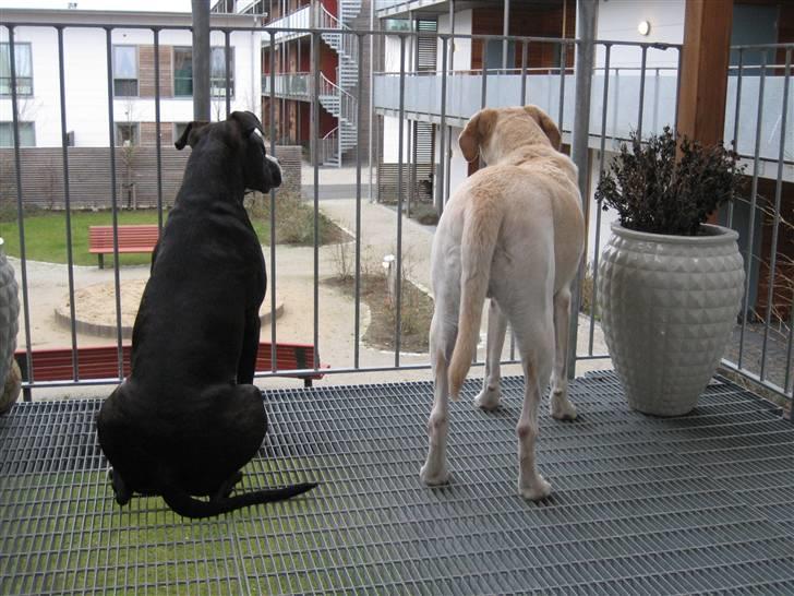 Labrador retriever Castro - Vi venter på far..... billede 4