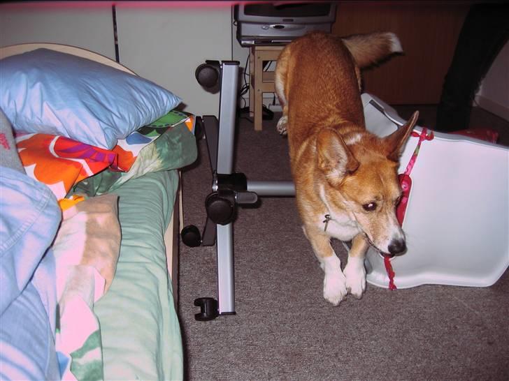 Welsh corgi cardigan Frederik † 17/12-2008 f. - HOP HOP billede 7