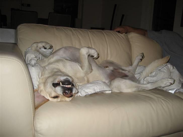 Labrador retriever Castro - Fuldstændig afslapning billede 5