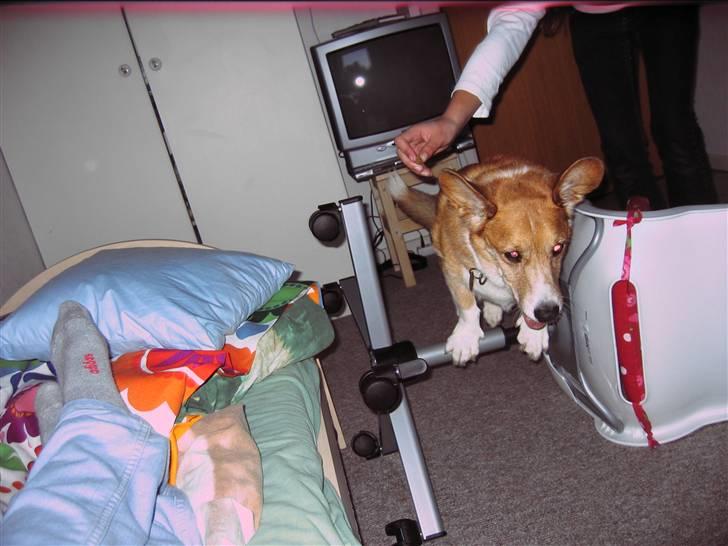 Welsh corgi cardigan Frederik † 17/12-2008 f. - HOP HOP billede 8