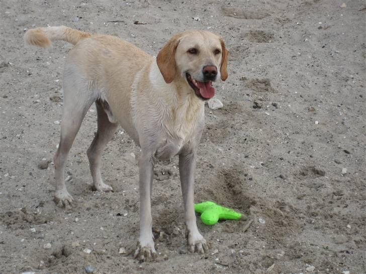 Labrador retriever Castro - Når man er en vandhund, er det bedste en tur på stranden og i vandet! billede 6
