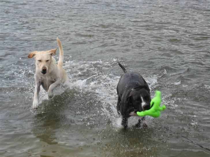 Labrador retriever Castro - ØV! nu fik Tyson "vandmanden" før mig billede 7