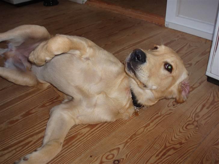 Golden retriever Walter - Mors charme trold :-) billede 9