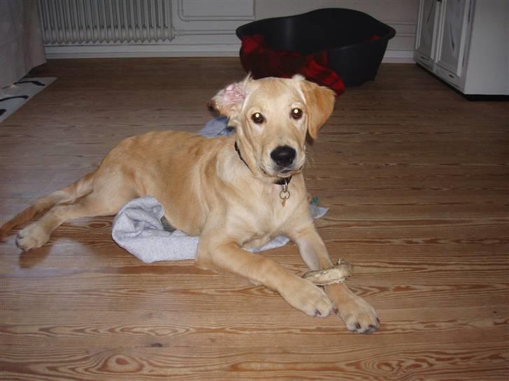 Golden retriever Walter - Jeg er nu 4½ mrd gammel og vejer 17,6 kg billede 10