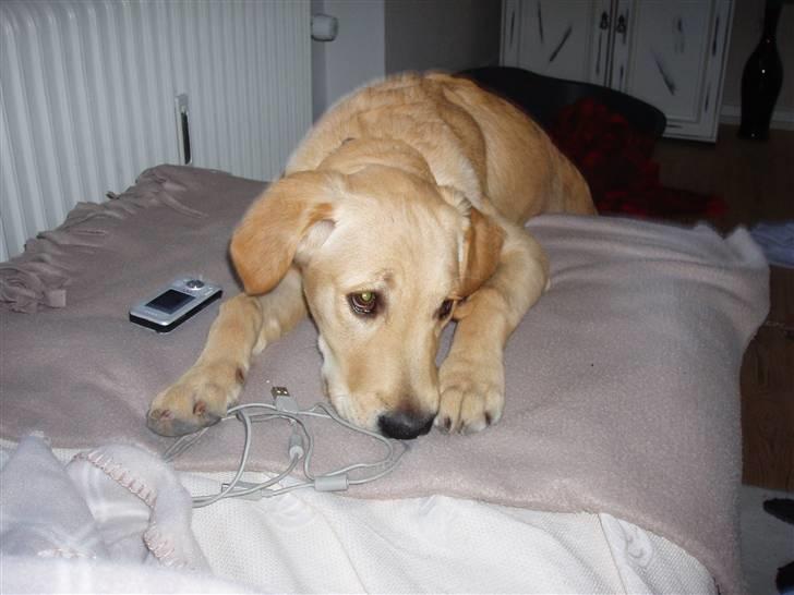Golden retriever Walter - i ser ik´ jeg er i sofaen.. Vel?? billede 11