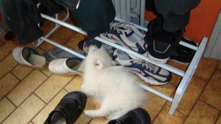 Japansk spids pinki den smkke billede 1