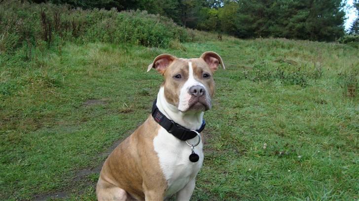 Amerikansk staffordshire terrier Jeff Montana billede 6