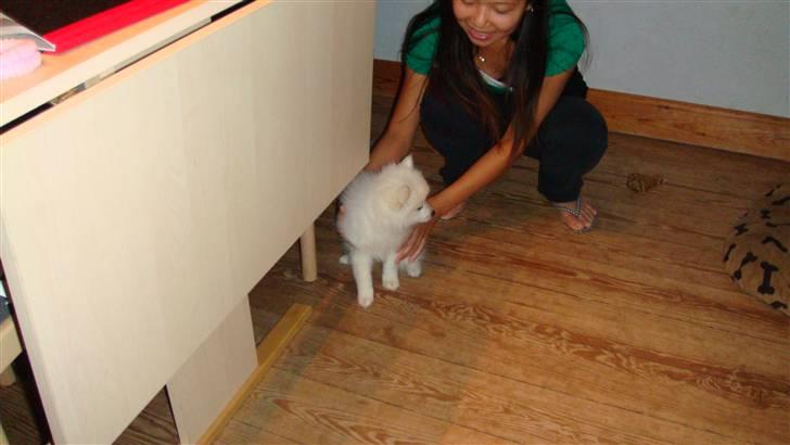 Japansk spids pinki den smkke billede 2