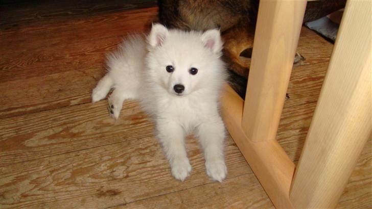 Japansk spids pinki den smkke billede 3