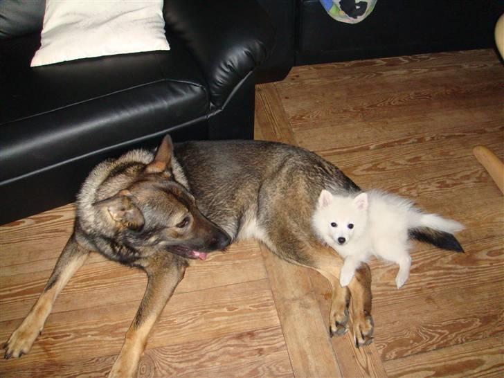 Japansk spids pinki den smkke billede 5