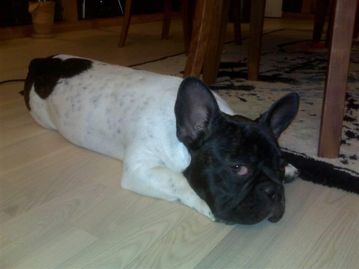 Fransk bulldog Pluto - I dag (17/9 2008) har jeg 6 måneders fødselsdag. billede 16