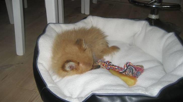 Pomeranian Emma - Emma putter i sin nye kurv..  billede 1