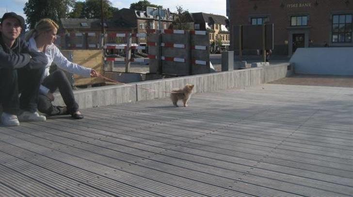 Pomeranian Emma - Gåtur ved havnefronten i Aalborg billede 2