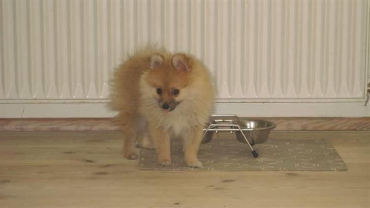 Pomeranian Emma - Emma ved madskålene billede 3