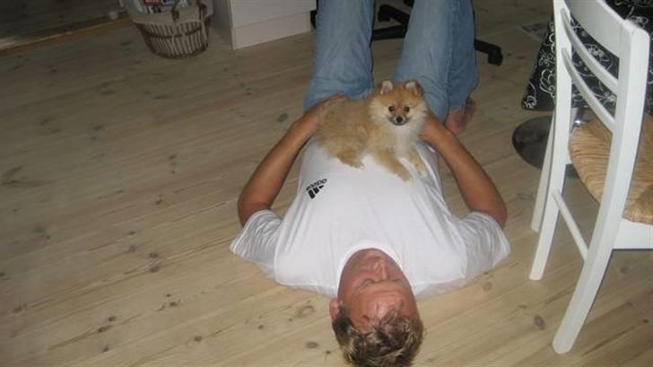 Pomeranian Emma - Svigerfar Steen leger med Emma billede 4
