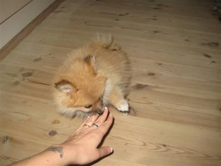 Pomeranian Emma - Emma elsker lange negle.. billede 6