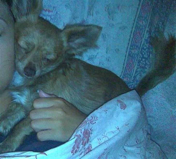 Chihuahua Amigo billede 20