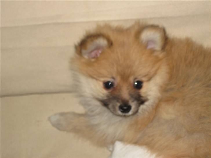 Pomeranian Emma - Nysgerrige Emma billede 8