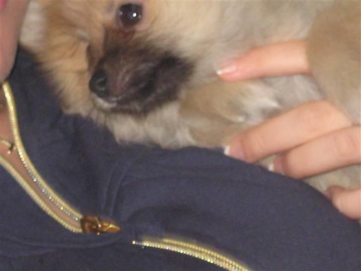 Pomeranian Emma - Emma hviler sig..  billede 9