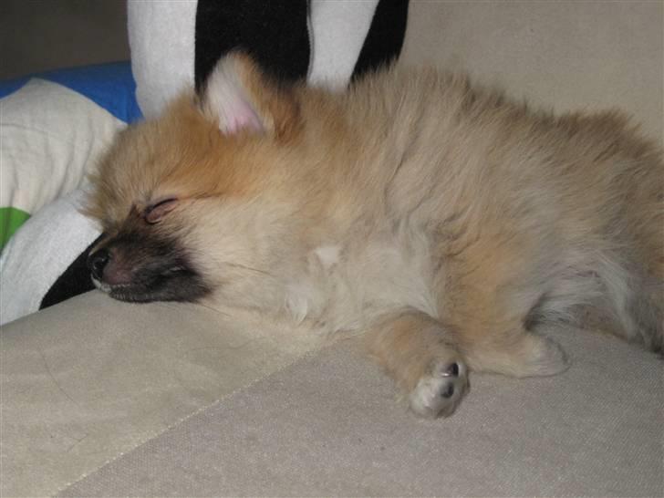 Pomeranian Emma - ZzzZzz Emma er træt..  billede 10