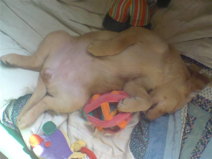 Labrador retriever Maggie - Maggie flader ud på ryggen 9 uger billede 5