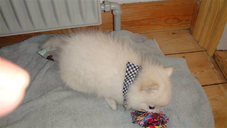 Japansk spids pinki den smkke billede 9