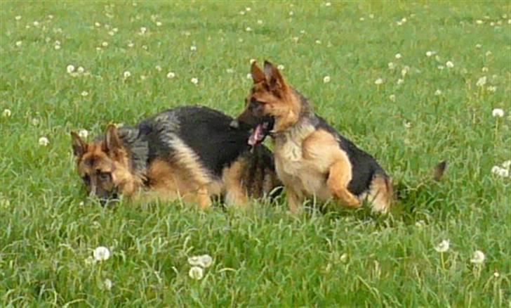 Schæferhund Team Marlboro Holly billede 2