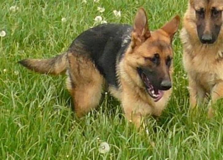 Schæferhund Team Marlboro Holly billede 3
