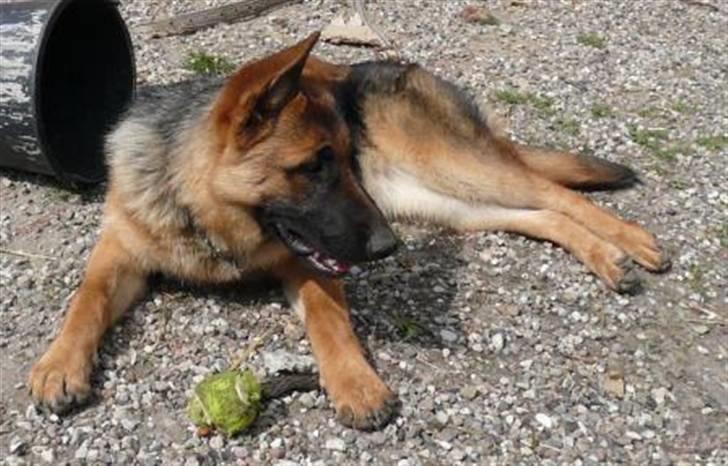 Schæferhund Team Marlboro Holly billede 7