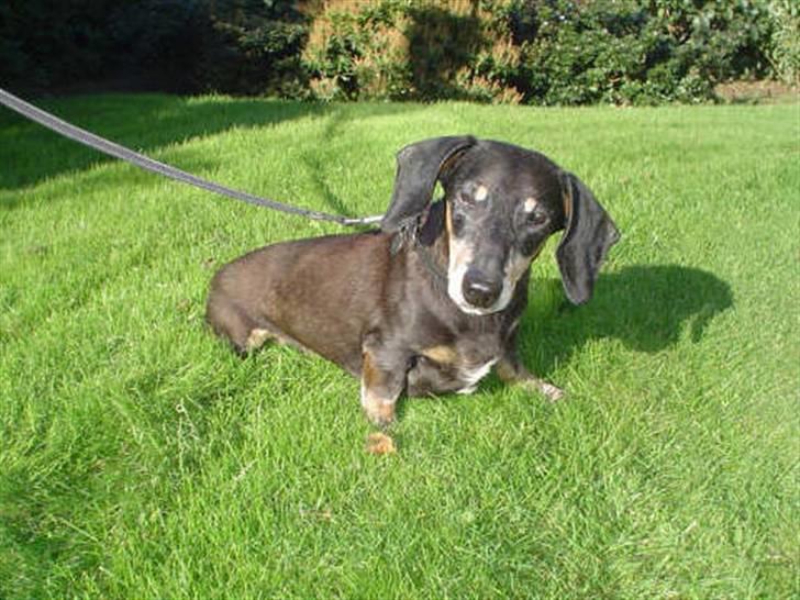 Gravhund Bølle  R.I.P. - Det er rart med lidt sol.  billede 18