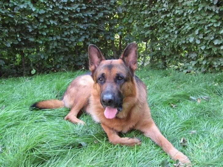 Schæferhund Kanto R.I.P. - Hvor er det dejligt at ligge her i det lange græs billede 1