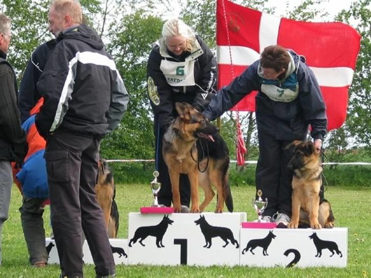 Schæferhund Kanto R.I.P. - Jeg blev nr. 1 bare ærgerligt at jeg har allergi billede 2