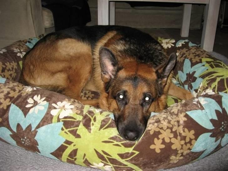 Schæferhund Kanto R.I.P. - Se min nye fine kurv Moar har købt, den er bare fin billede 3