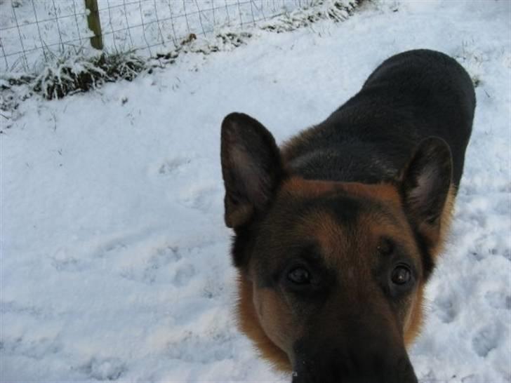 Schæferhund Kanto R.I.P. - Moooaaar kom nu og leg med mig i stedet for at tage billeder billede 4