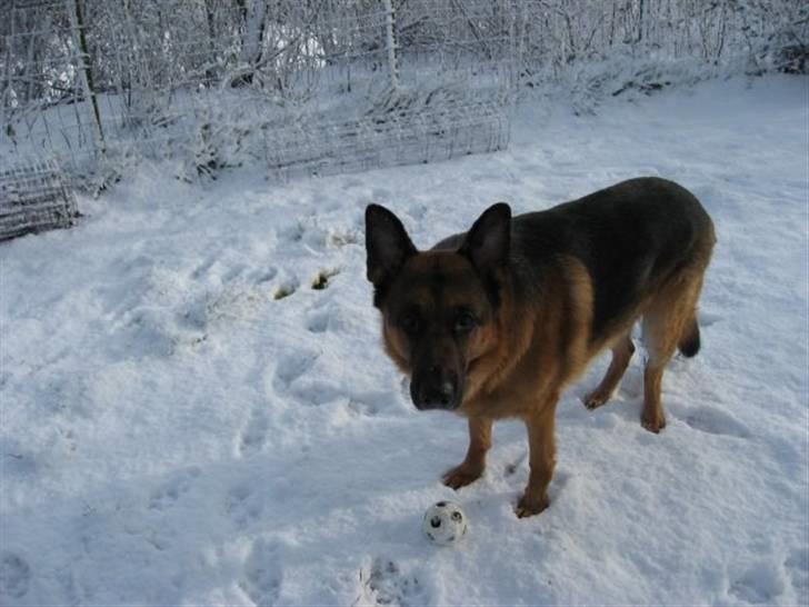 Schæferhund Kanto R.I.P. - Se sne det Ælllsker jeg bare billede 5