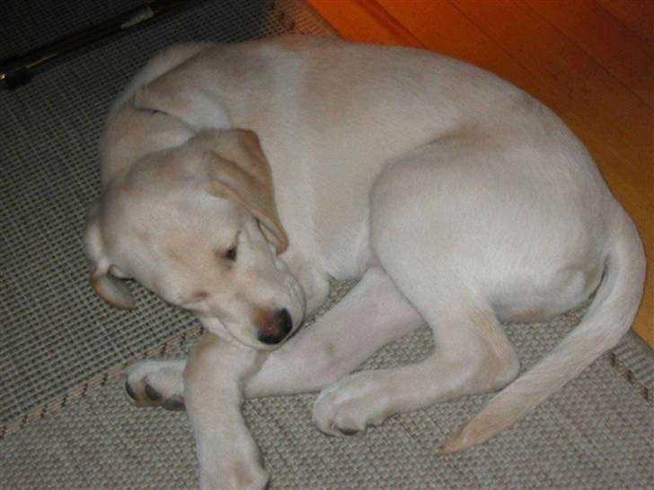 Labrador retriever Castro - Der var engang.... En fin lille hvalp billede 8