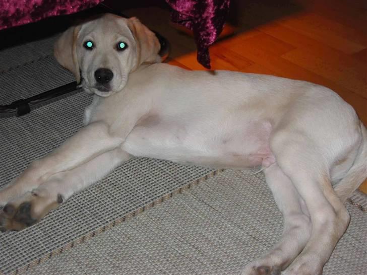 Labrador retriever Castro - En lille ballademager, engang... billede 9