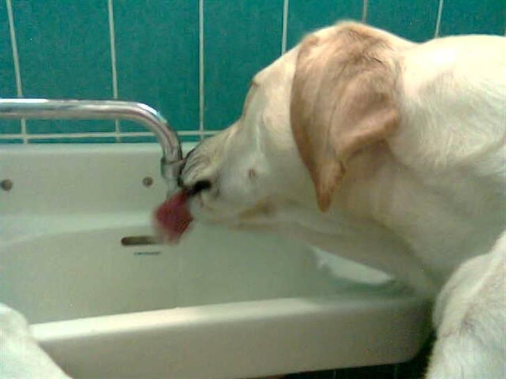 Labrador retriever Castro - Det bedste vand kommer direkte fra den kolde hane! billede 10