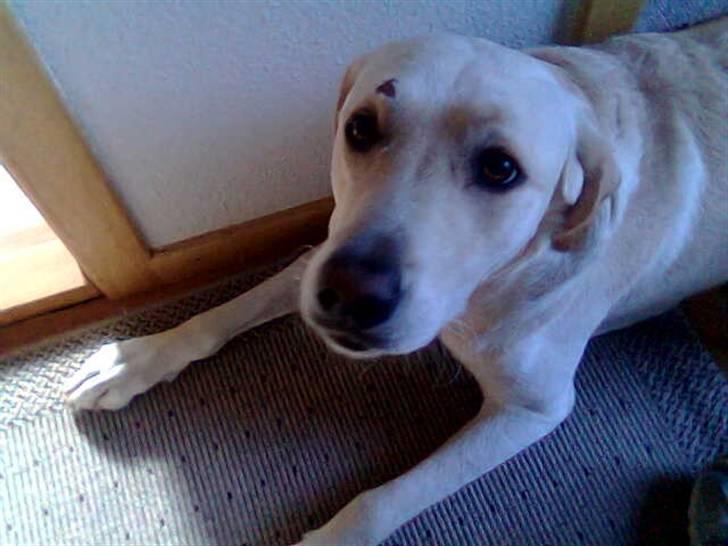 Labrador retriever Castro - Slog hul i panden, da jeg skulle kigge efter en lækker tæve og derfor løb direkte ind i en mur! AV! billede 11