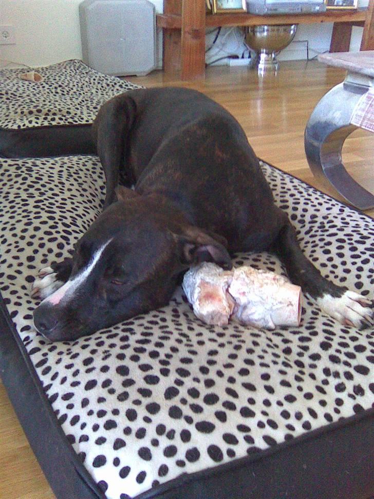 Amerikansk staffordshire terrier Tyson R.I.P. 2006-2010 - Det kan godt være så hårdt at spise kødben, så man lige må have en lille lur imens....zzzzz... billede 8