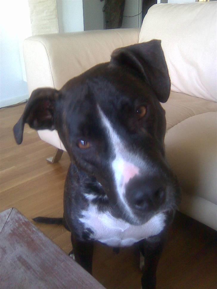 Amerikansk staffordshire terrier Tyson R.I.P. 2006-2010 - ????? billede 9