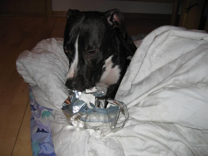 Amerikansk staffordshire terrier Tyson R.I.P. 2006-2010 - Min første julegave! billede 10