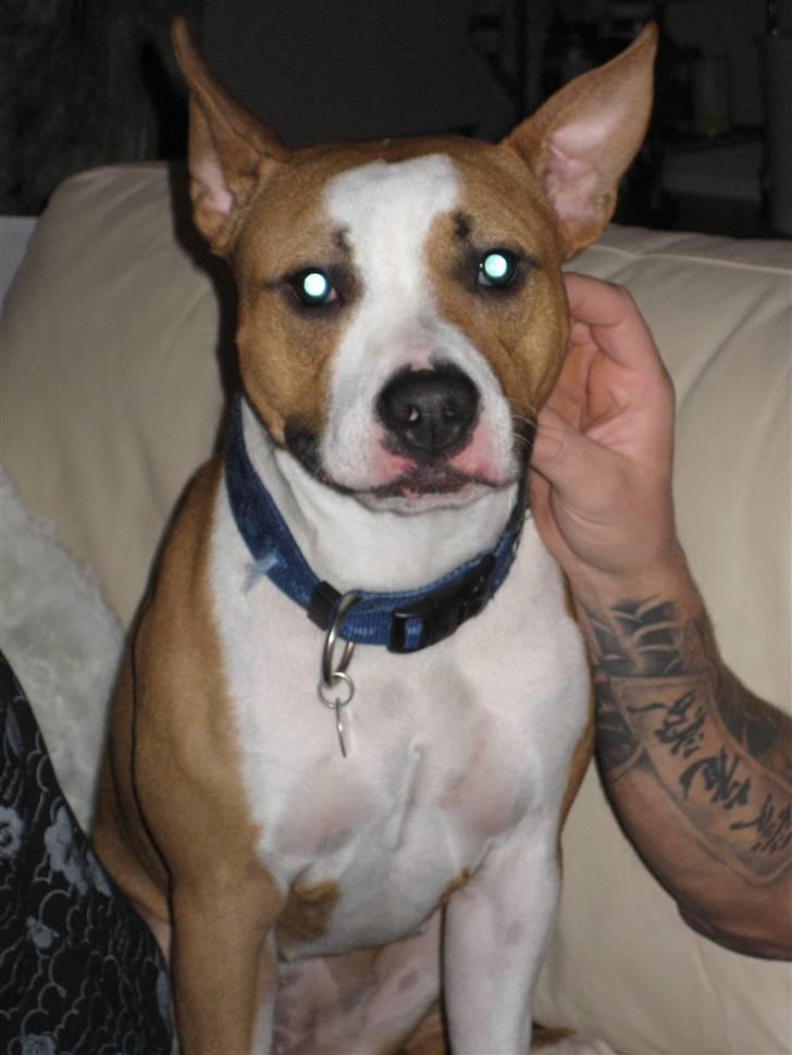 Amerikansk staffordshire terrier Tyson R.I.P. 2006-2010 - Min superlækre kæreste Lola, som desværre er kommet i hundehimlen pga sygdom! billede 11
