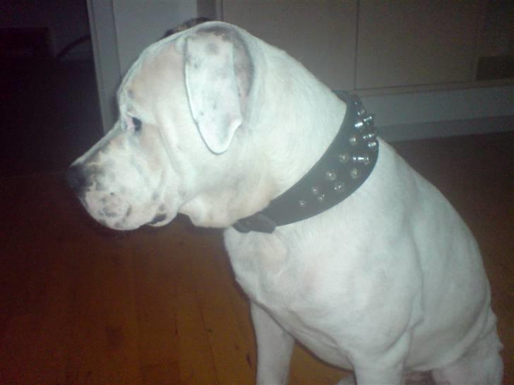 Amerikansk bulldog chico billede 12